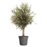 algarve cilindro 40cm antraciet